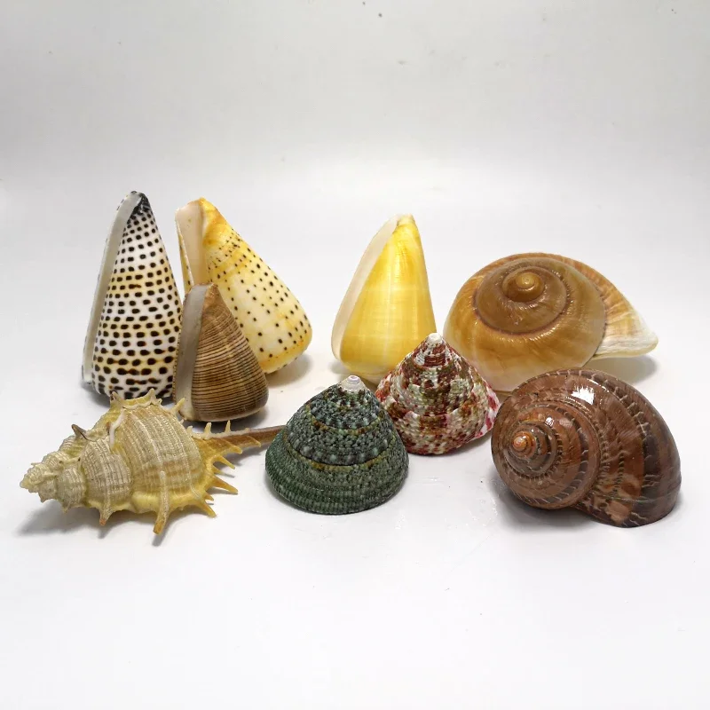 Natural Shells, Conch, Starfish Ornaments, Fish Tank, Aquarium, Floor Window Decoration, Landscaping, Small Gifts for Children