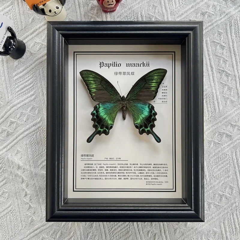 Real animal specimen frame handmade three-dimensional decorative item jewelry wall hanging birthday gift
