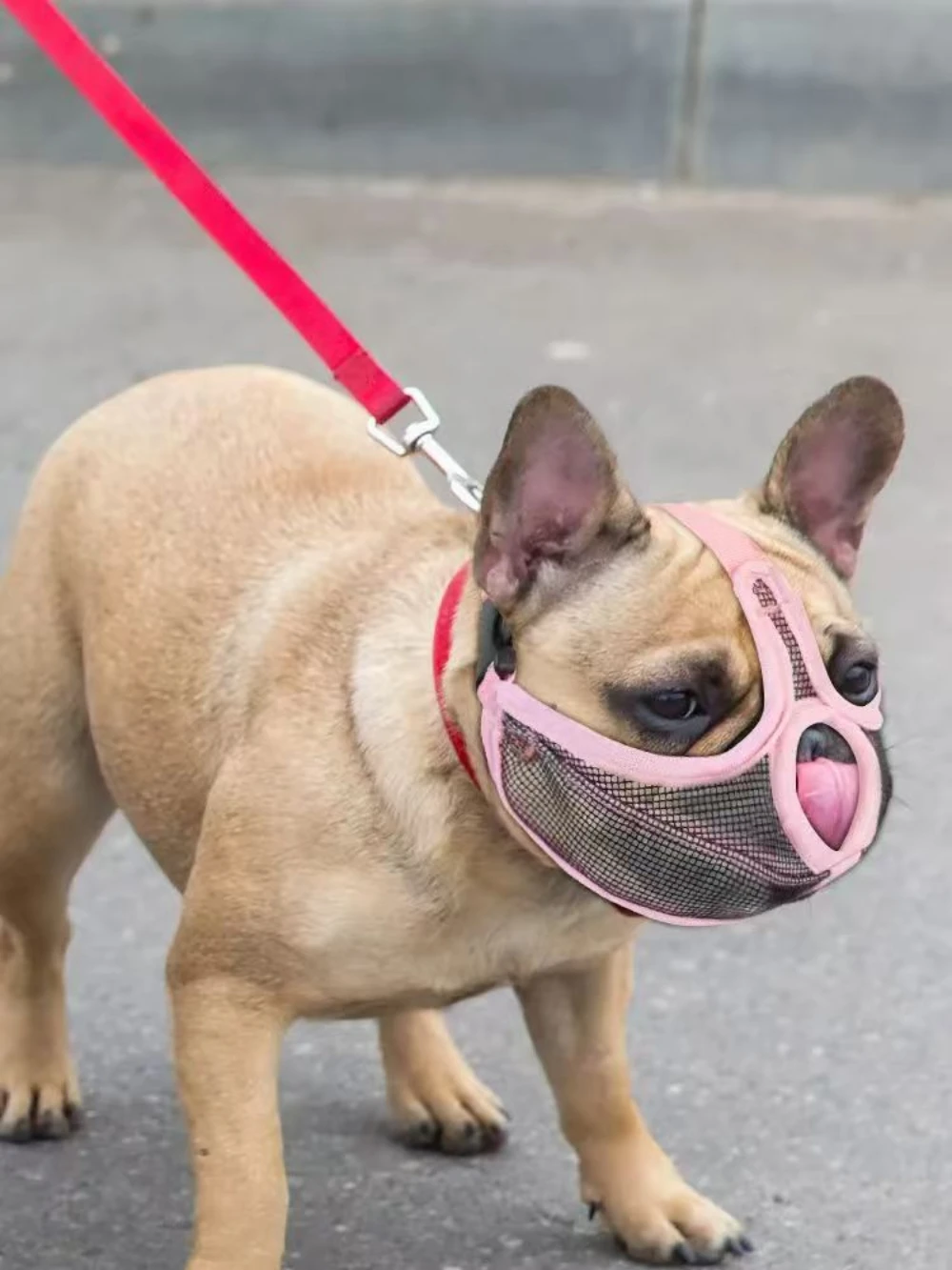 Atmungsaktive Mesh-Hundemaulschnalle, professionelles Nylongewebe, kurze Mundmaske mit französischer Bulldogge, Anti-Stopp-Bellen für DogMouth-Maske – Detail 5