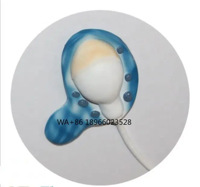 Medical Educational Equipment PVC The Formation Of Sperm Model