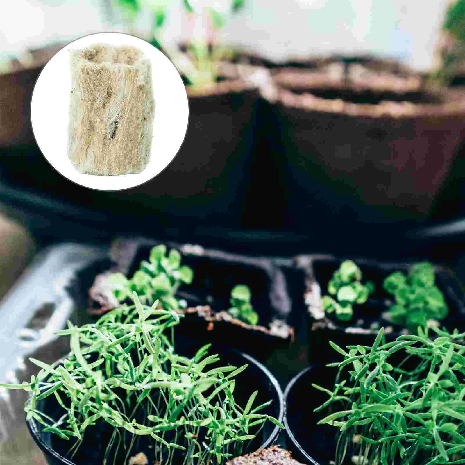 20 Pcs Wool Plug Soilless Cultivation Hydroponic Planting Seeds Round Gardening Tools