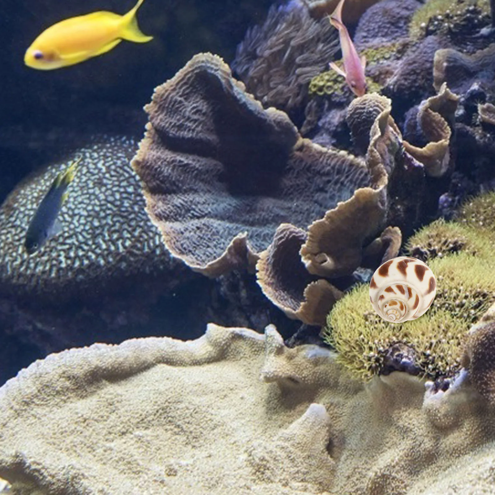 

8Pcs Natural Shellfish Decors Fish Tank Seashell Adornment Creative Bonsai Decoration for Freshwater and Saltwater Tanks