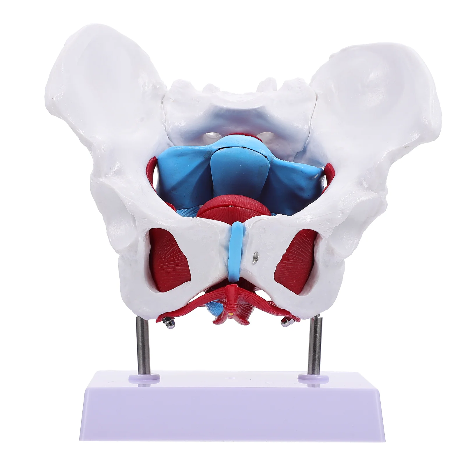 Pelvic Uterus Model Muscle Anatomical Educational Female Pelvis Skeletal Models Pearlescent Appendix Pvc Structure Floor