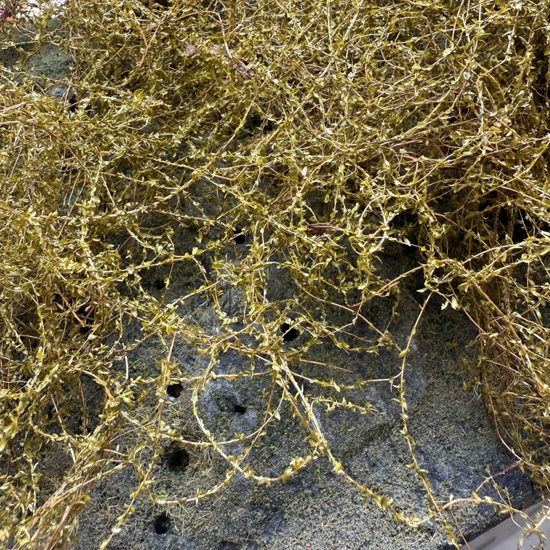 Model krajobrazu mikro, symulacja roślinności, winorośl, platforma piaskowa, dekoracja, model zbiornika, model schronienia, model kolejowy, układ kolejowy.