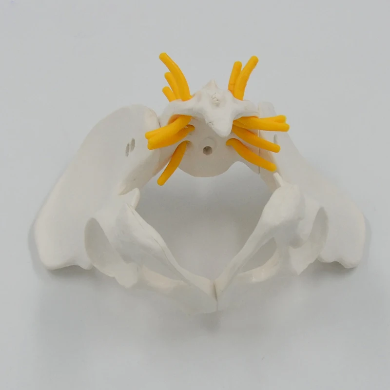 Mini Pelvis Model Human Skeleton Model Specimen Hip Skeleton Anatomy Medical Tool school Used