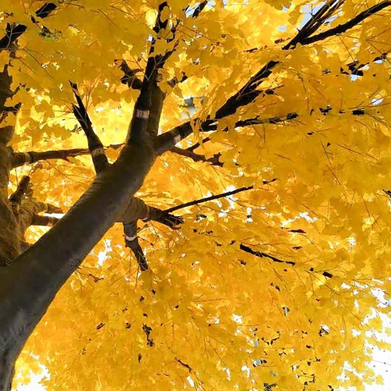 

Simulation ginkgo tree golden tree red maple outdoor theme park landscaping banyan tree simulation plants
