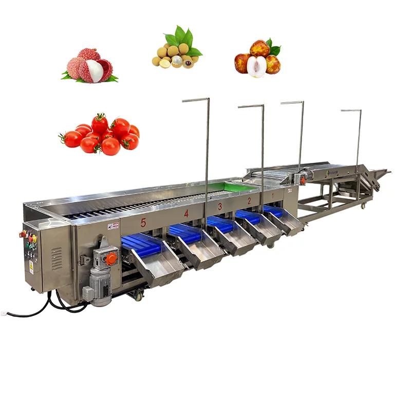 Accurate Advanced Automated Cherry Tomato Grading Machine Food-Grade 304 SS Processing Plants