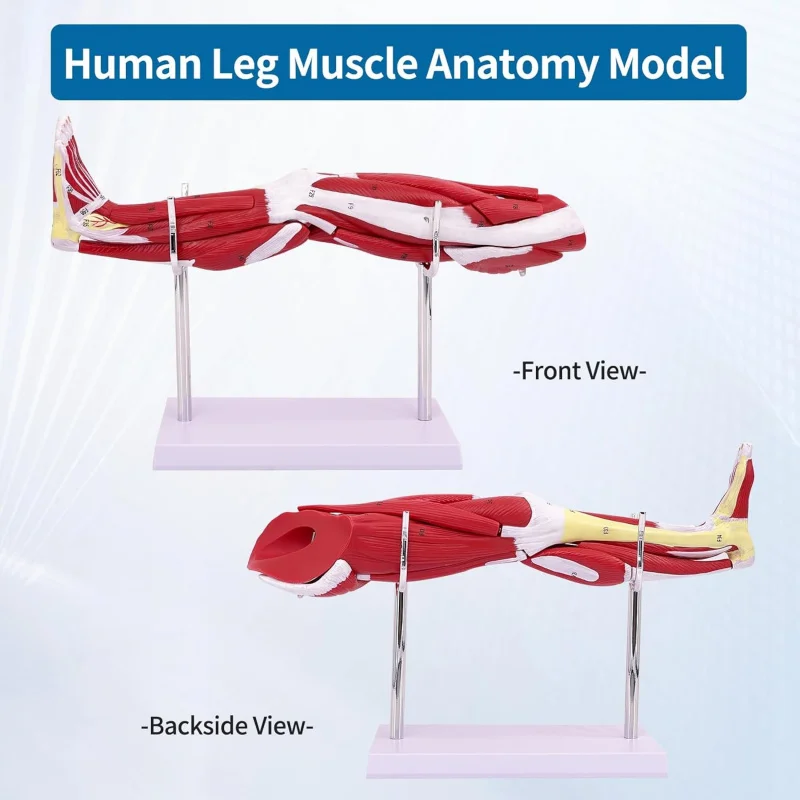Anatomy Human Leg Lower Limb Muscle Anatomical Model with Arteries, Veins & Nerves, Neurovascular Teaching Tool on Base Stand