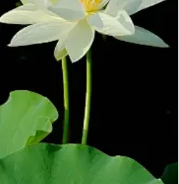 2 Din Head Unit Rad… - image