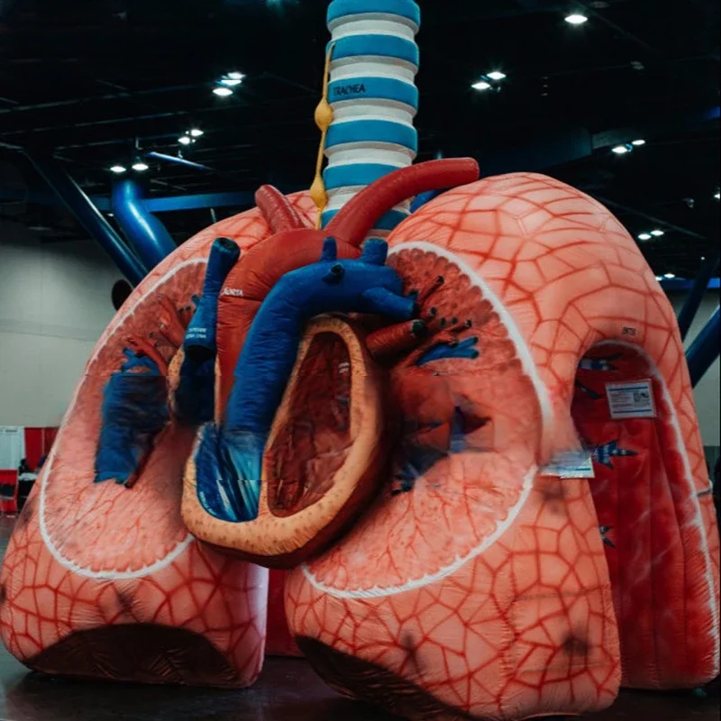 event inflatable Medical theme advertising  realistic heart and lung model for promotion,inflatable lung with tumor for Medical