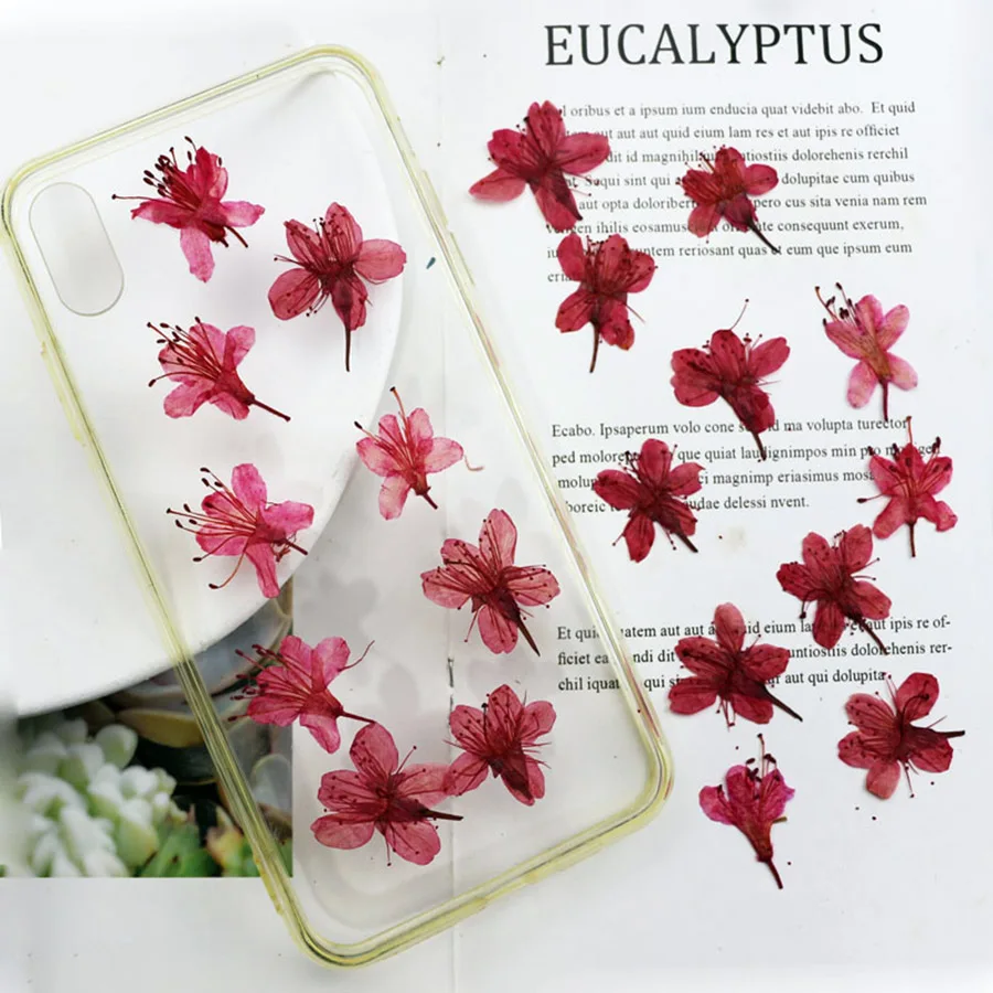 60pcs Pressed Dried 2-2.5cm Red Rhododendrons Flower Plant Herbarium For Jewelry Postcard Invitation Card Phone Case Making DIY