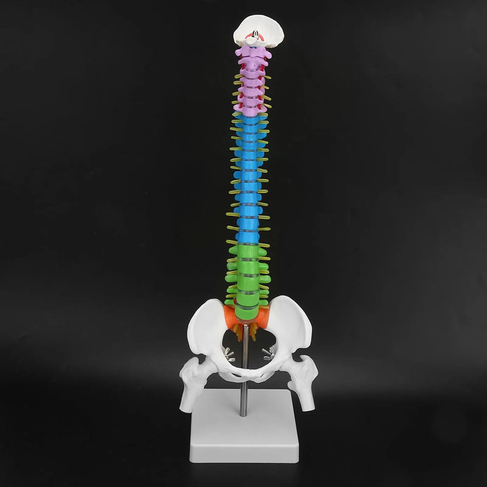 Flexible Spine Model New Colored Life Size Flexible Anatomical Human Skeleton Spine Model with Pelvis Femur 45cm Spine Model