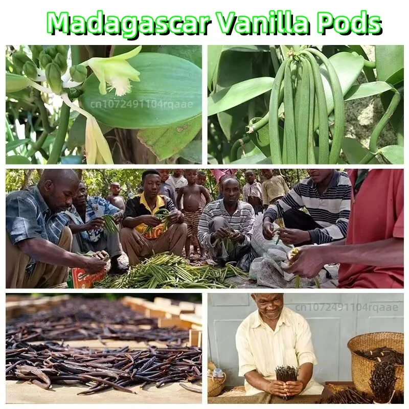 

Grade AAAAA(14-15cm) Natural Essence Madagascar Vanilla Beans Intense Aroma for Vanilla Extract Homemade Extract 10/20PCS
