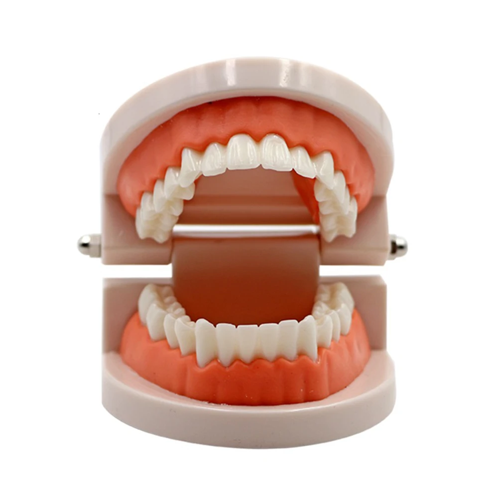 Dental Model Practice Typodont Teeth Model For Dental Technician Training Gum Teeth Jaw Models Dentist Studying Teaching Product