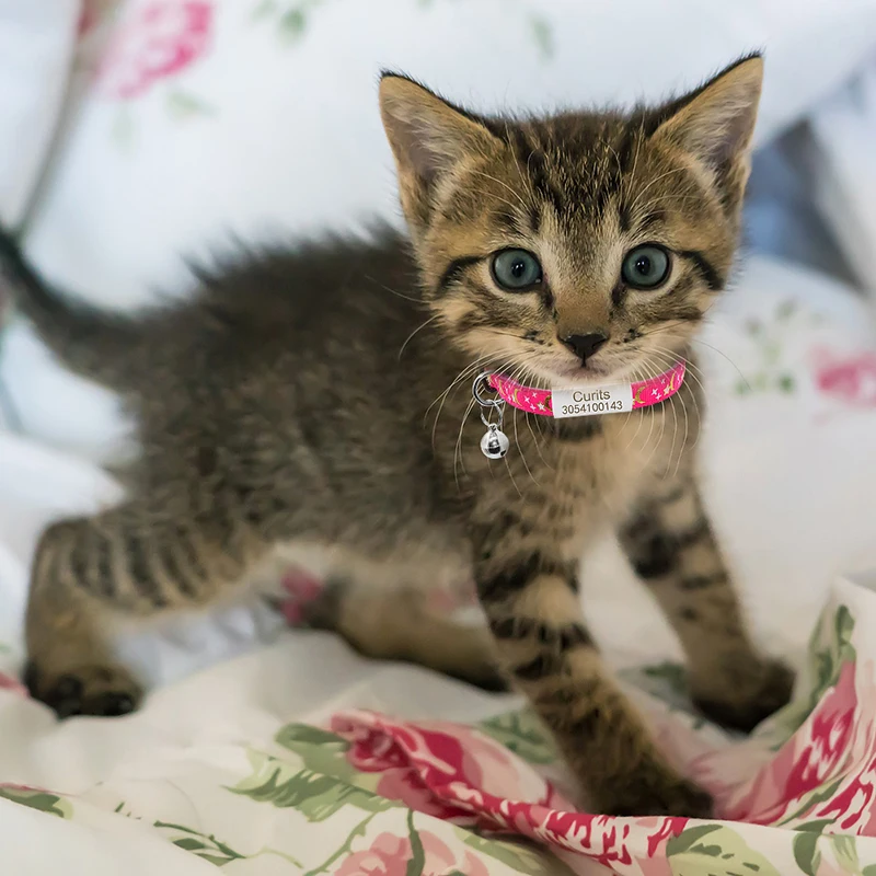 Personalized Bow Tie Cat Collar Name Tag Custom Nameplate Safety Breakaway Cute Star Moon Bowknot Cat Collar Bell kitty Necklace