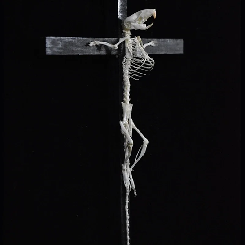 

2025 Cruciform Rodent Skeletal Art Gothic Altar Relic Victorian Biology Study Bone Configuration Replica Pilgrim Mouse Ossuary
