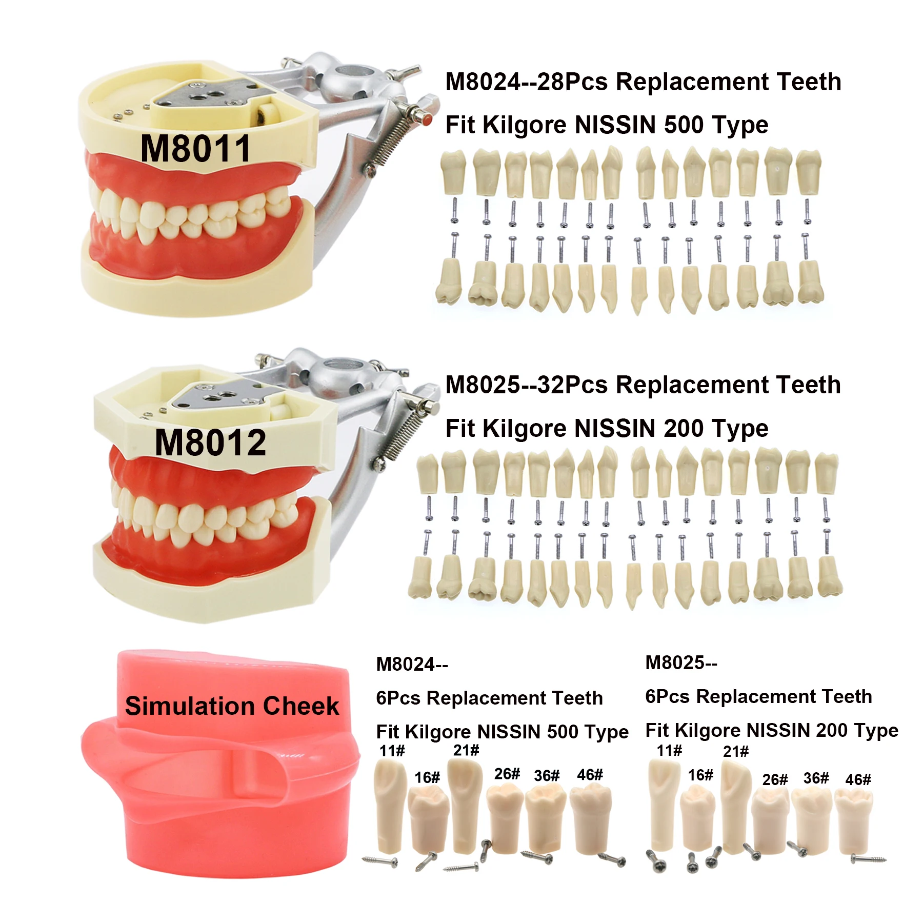 Kilgore Nissin 200 500 Fit dentystyczny wkręcany 28 32 szt. Model zębów wypełniający Typodont standardowy policzek symulacyjny do nauki