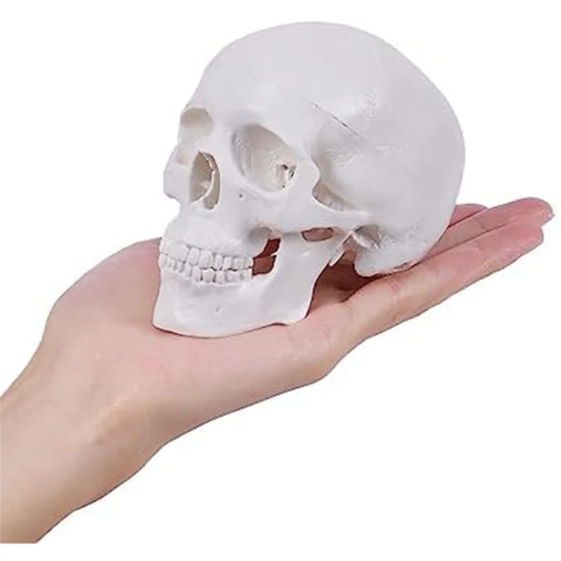 Model Tengkorak Manusia Mini ABLJMini, Model Tengkorak Anatomi 3 Bagian dengan Tutup Tengkorak yang Dapat Dilepas dan Mandibula Artikulasi