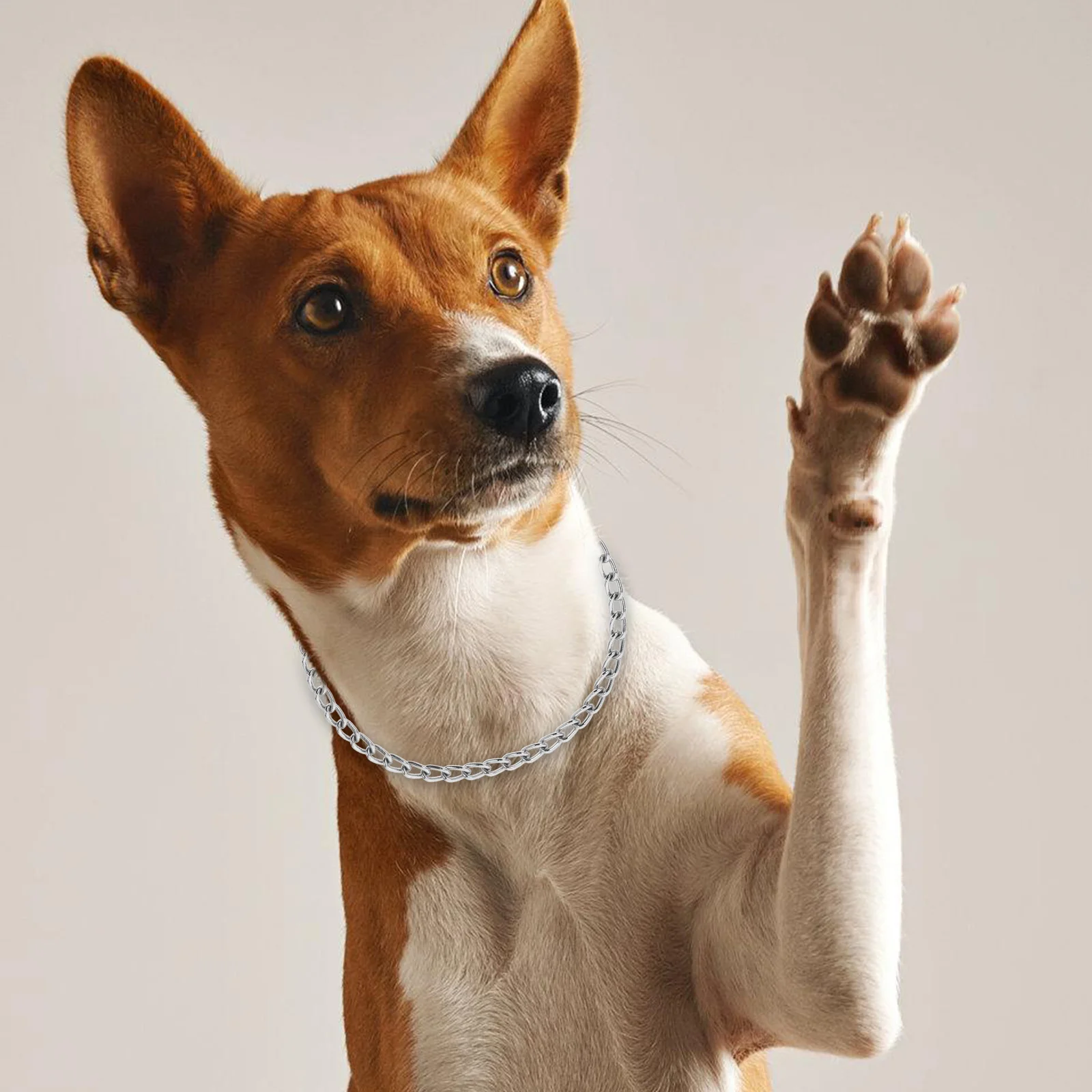 

Chrome Plated Dog Collar For Small Dogs Stylish Pet Choker Durable Metal Neck Decor Comfortable Fit Puppy Chain Accessory