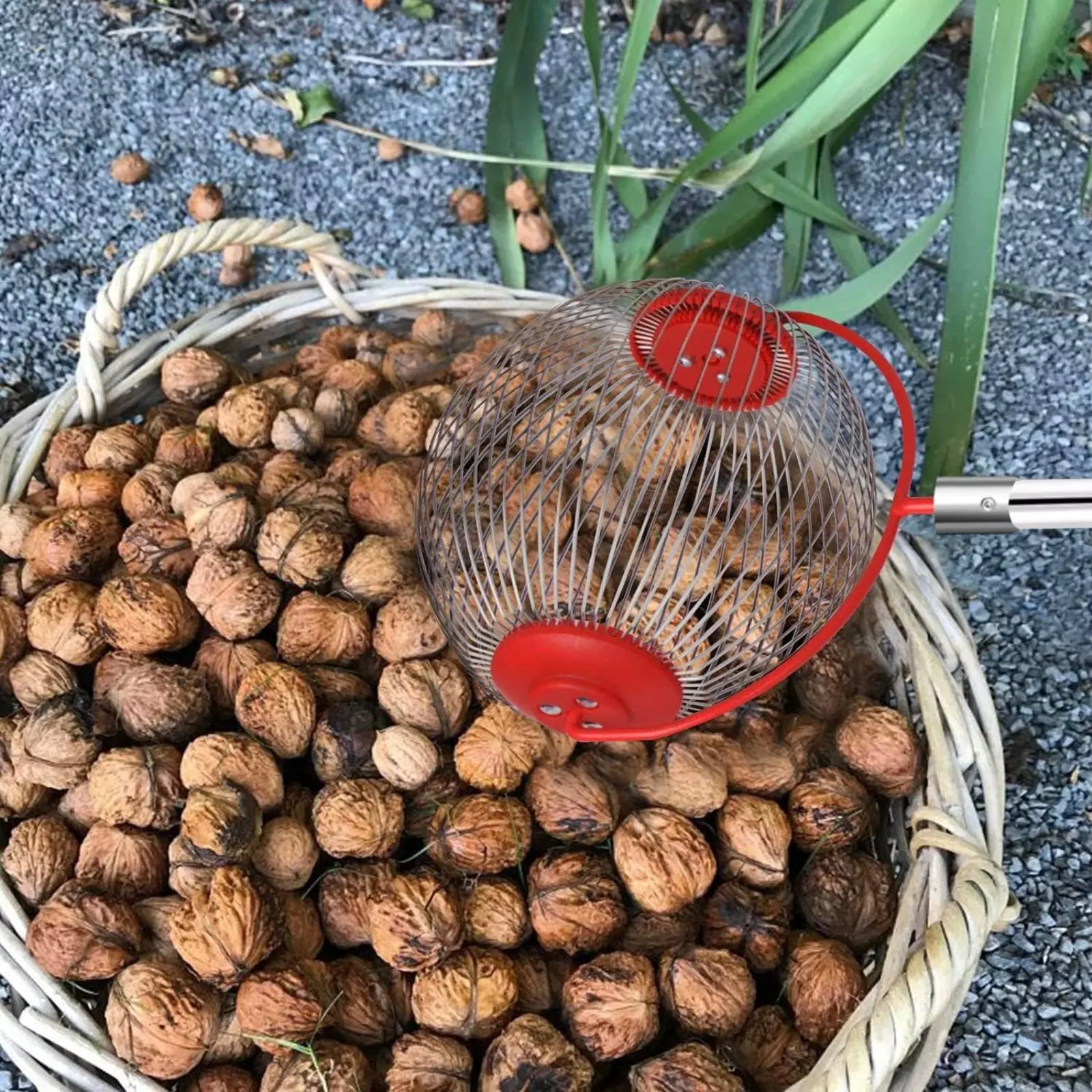 Ferramenta Coletora de Castanh - Gardening Tools Basket avaliação e preço