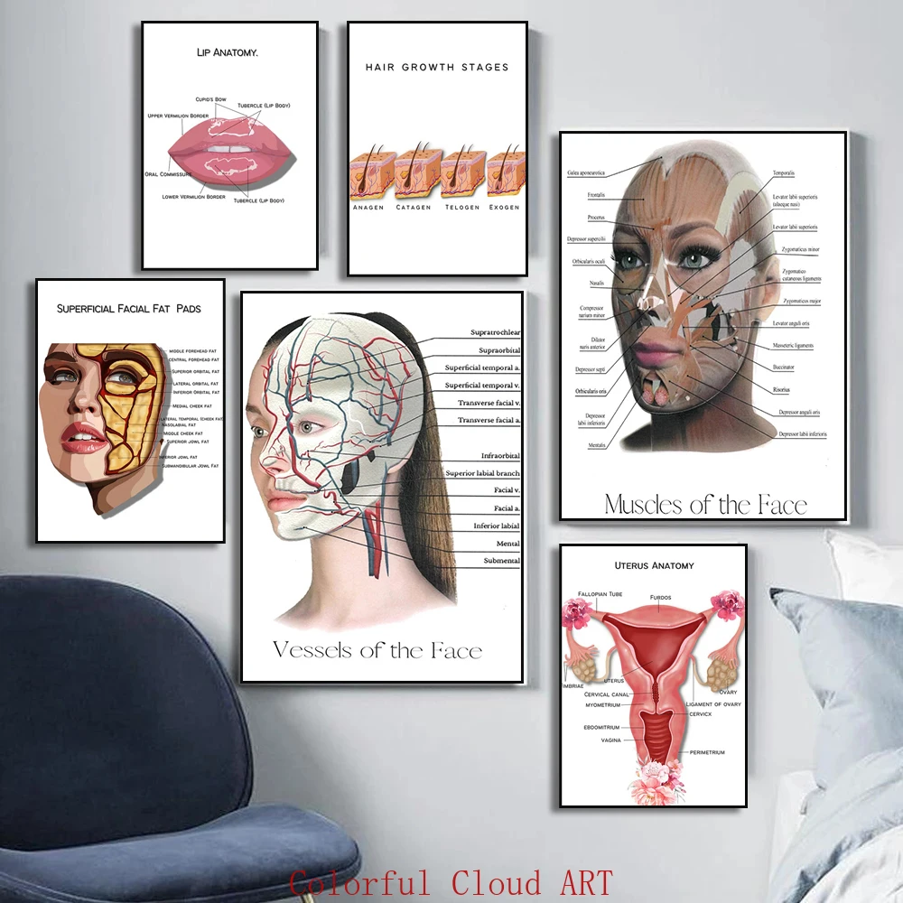 Female Face Anatomy Muscle Detailed and Physiology Muscles Vessels Fat Pads Dermal Fillers Poster Doctor Clinic Home Decor