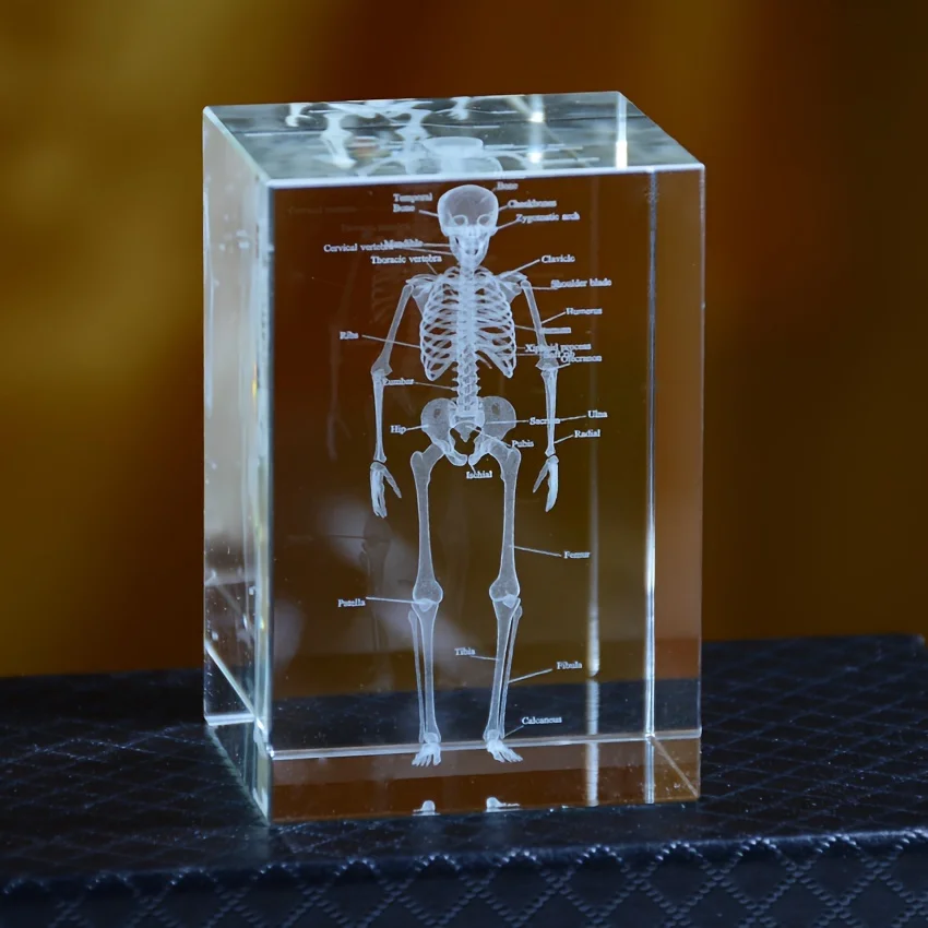 3D Crystal Human Skeleton Anatomy Model Laser Engraved Medical Teaching Tool Scientific Gift for Doctors Medical Art Gift