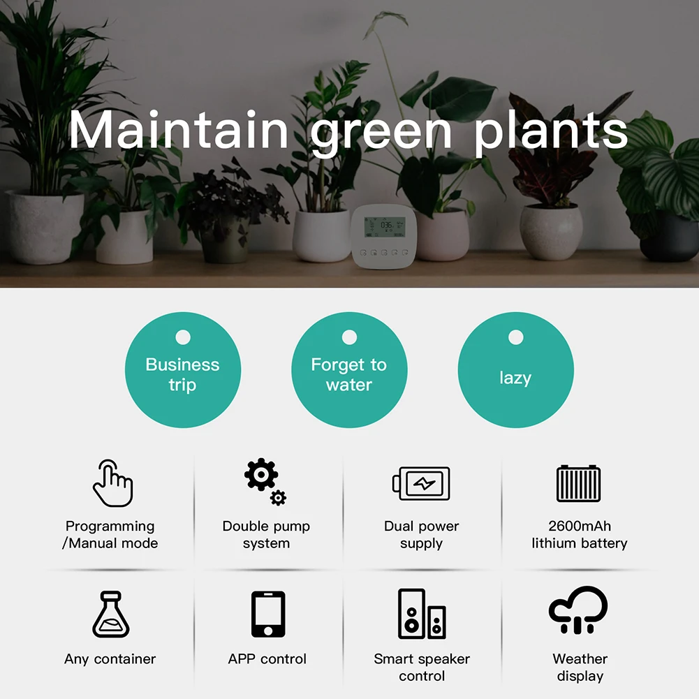 green plants for home Spider Plant