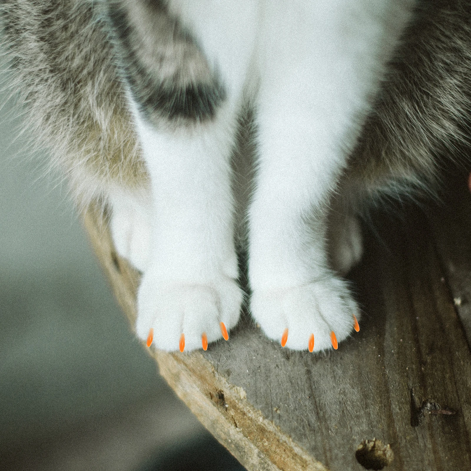 

160pcs Silicone Cat Nail Pet Claw Covers Durable Adhesive Glue Scratch Protection House Furniture Kitten Paw Pet