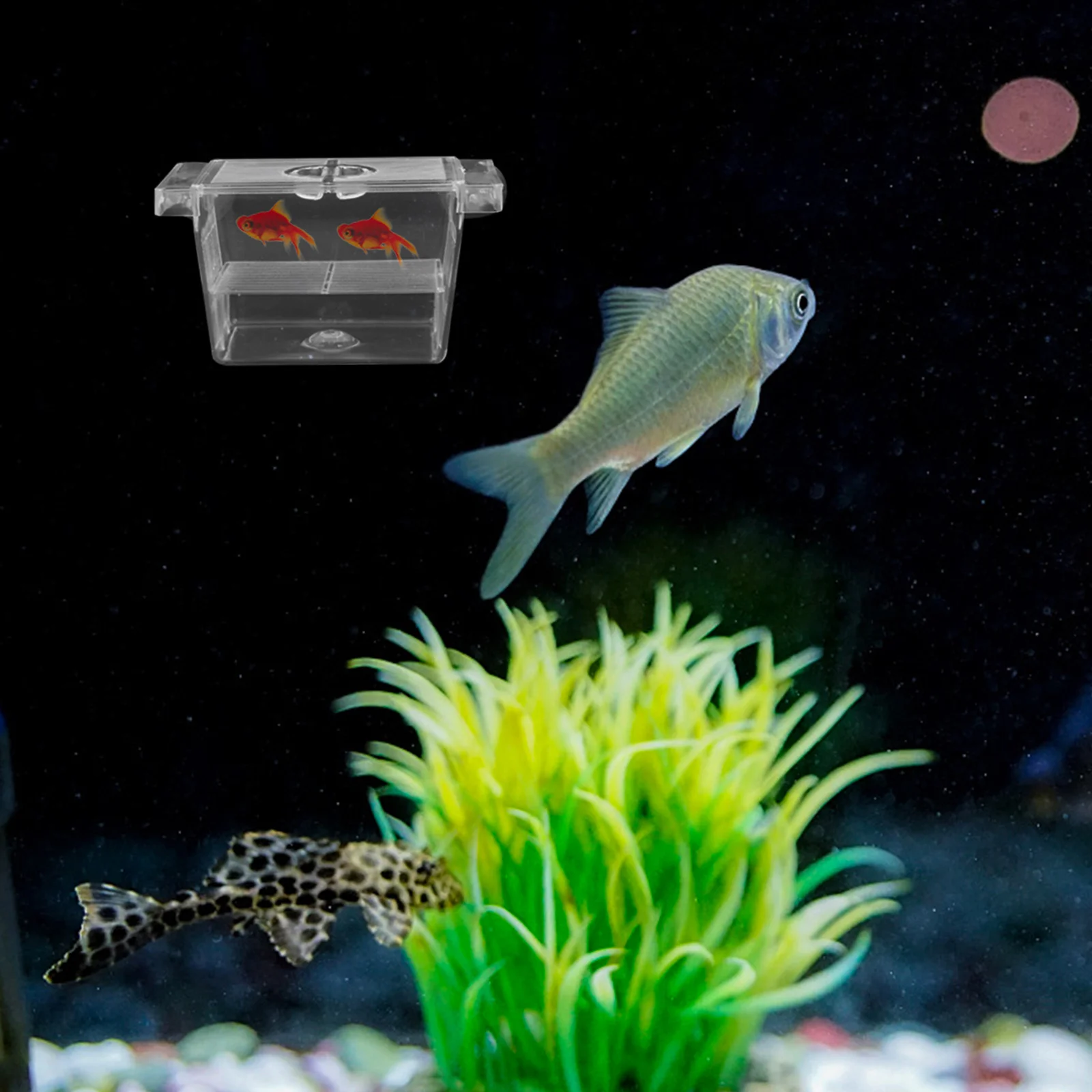 

Aquarium Fish Breeding Box Durable Practical Incubation Container Suction Cup Easy Install Fish Nursery Survival Improvement