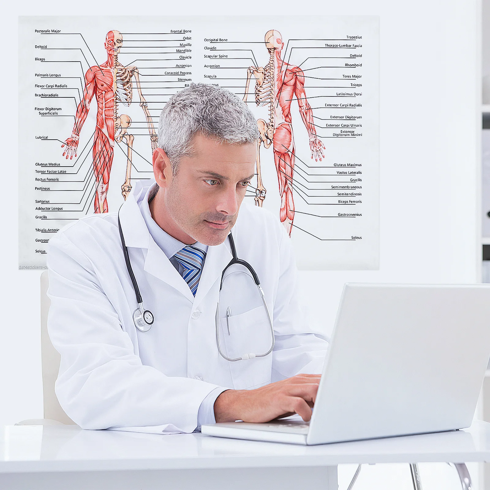 1 قطعة مخطط ملصق تشريح الإنسان للفصول الدراسية مستشفى مختبر أداة التدريس عالية الجودة دائم التعليمية جدار الفن واضح