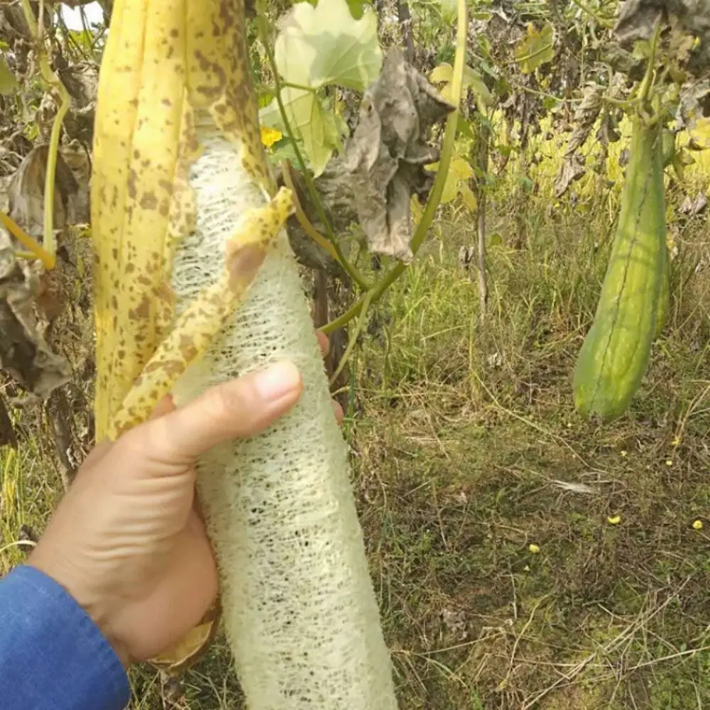 Natural Loofah Luffa Sponge Long Non-stick Dishwashing Artifact Good Absorbency Ecological Planting Dish Towels Bath Kitchen
