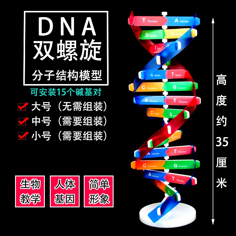 

2026 Factory Direct Sales High School DNA Double Helix Model Molecular Structure Model 60cm