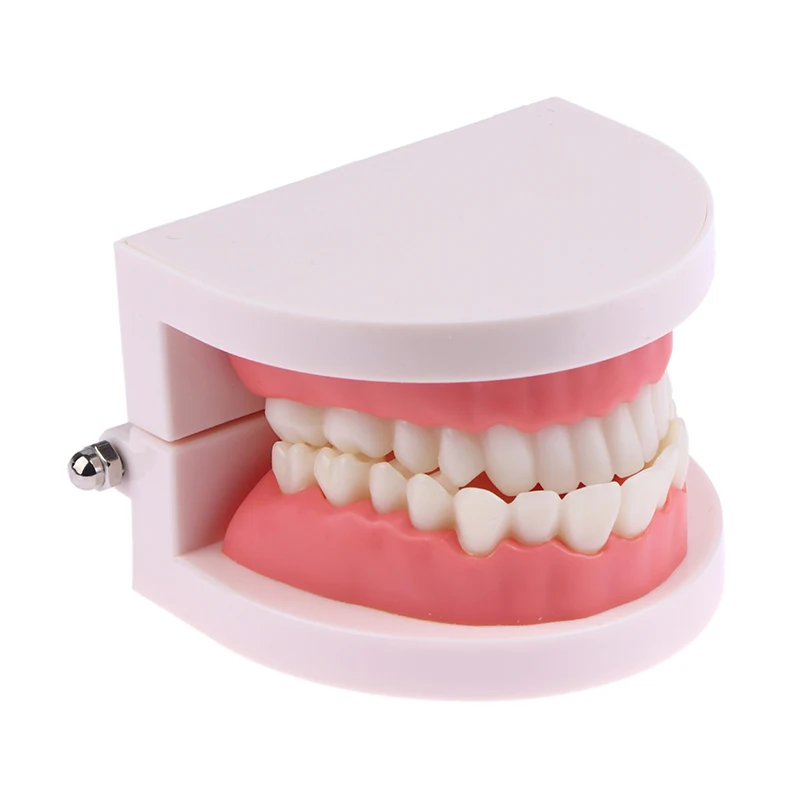 نموذج تعليم الأسنان نموذج لشكل الأسنان القياسي دراسة التدريس مظاهرة Typodont لنماذج التدريب على ممارسة طلاب طبيب الأسنان
