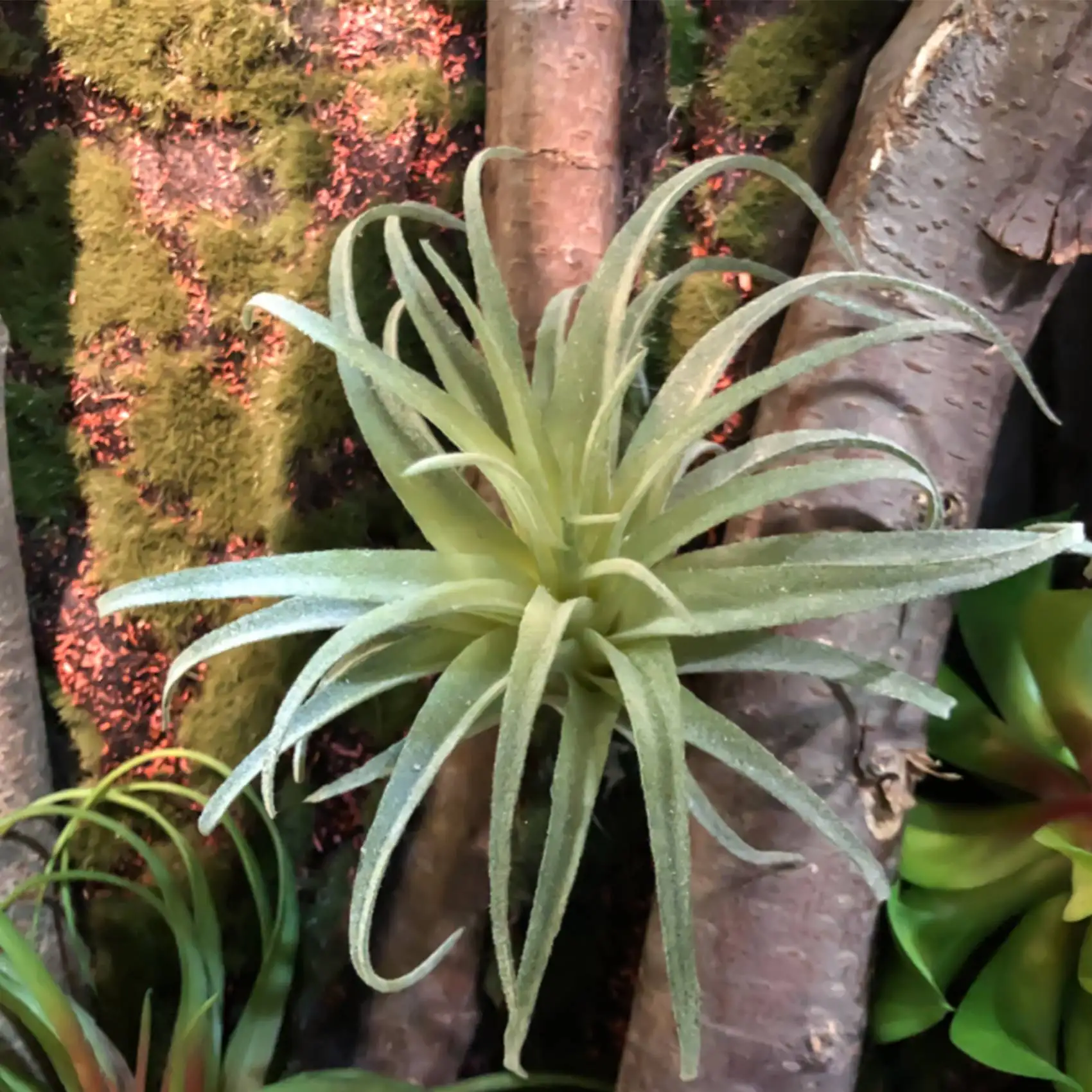 Поддельные Bromeliads, 4 упаковки, искусственные ананасовые травы, воздушные растения, искусственные цветы, искусственные флокированные Tillandsia Bromeliads, домашний декор для сада