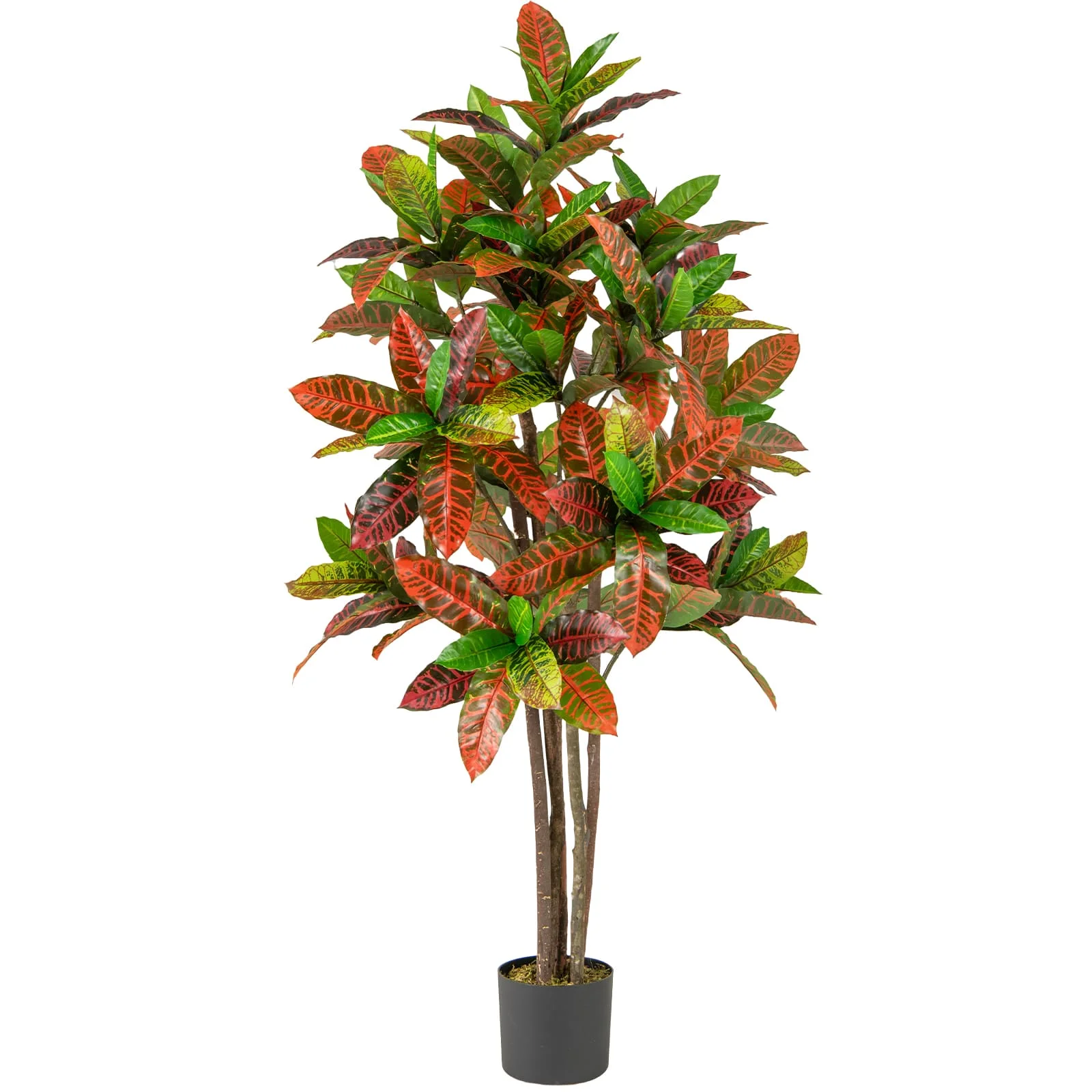 Croton Plant: The Ultimate Guide to Stylish, Low-Maintenance Indoor Greenery