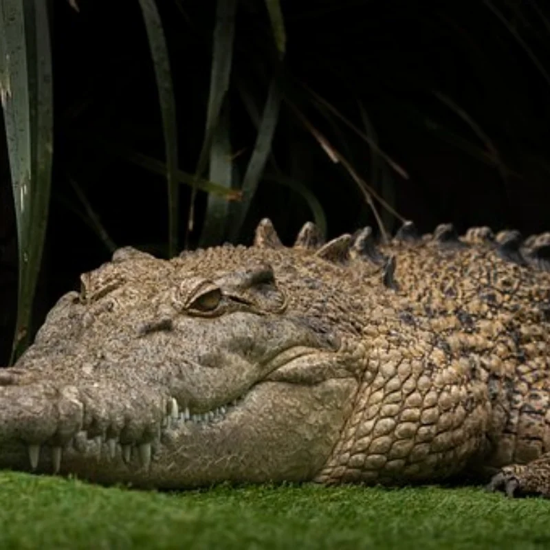 JJRC Q60 Q61 D826 D827 RC ΠΠΎΠ΅Π½Π½ΡΠΉ ΠΡΡΠ·ΠΎΠ²ΠΈΠΊ 4WD 6WD RC ΠΠ²ΡΠΎΠΌΠΎΠ±ΠΈΠ»ΡΠ½ΡΠ΅ Π·Π°ΠΏΠ°ΡΠ½ΡΠ΅ ΡΠ°ΡΡΠΈ DIY Π Π°ΠΌΠ° Π°Π²ΡΠΎΠΌΠΎΠ±ΠΈΠ»Ρ JJRC Q60 Q61 D826 D827 RC ΠΠΎΠ΅Π½Π½ΡΠΉ ΠΡΡΠ·ΠΎΠ²ΠΈΠΊ 4WD 6WD RC ΠΠ²ΡΠΎΠΌΠΎΠ±ΠΈΠ»ΡΠ½ΡΠ΅ Π·Π°ΠΏΠ°ΡΠ½ΡΠ΅ ΡΠ°ΡΡΠΈ DIY Π Π°ΠΌΠ° Π°Π²ΡΠΎΠΌΠΎΠ±ΠΈΠ»Ρ