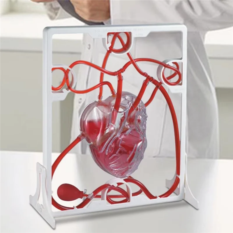 

ABEO-Heart Circulation Model Simulation Science Education For Students Classroom EDU Science Human Body Anatomy Organ Model