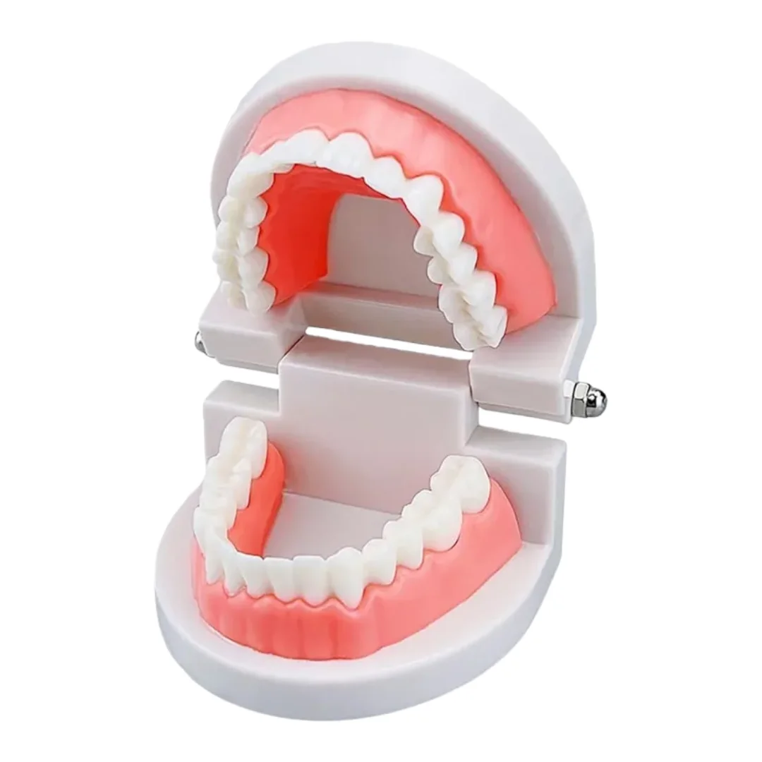 

1pc Denture Model Detachable Oral Denture Model Doctor-patient Communication Teaching Demonstration Dentures Dental Clinic Tools