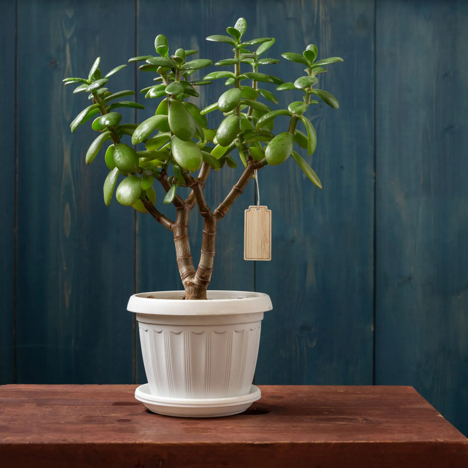 

10Pcs Bamboo Garden Tags Elegant Square Plant Identification Markers for Greenhouse Flower Pot Tree Nursery Gardening Decor