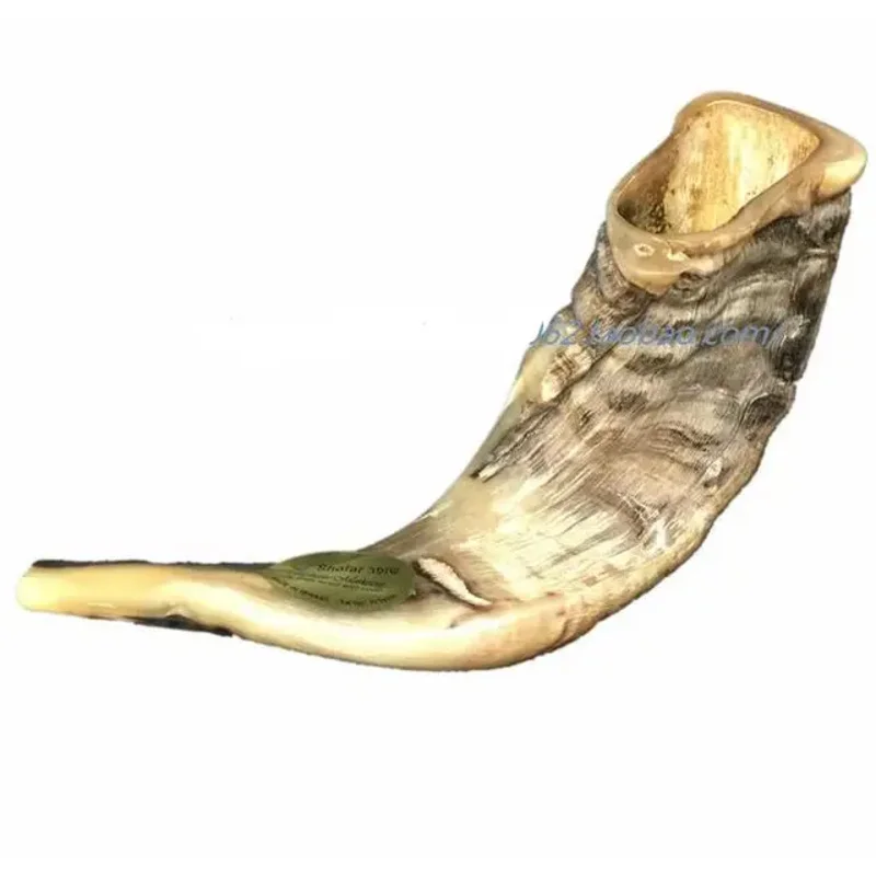 Mishaan Marketing Shofar 33CM Israel Horn Original style Rams Tradition Coarse