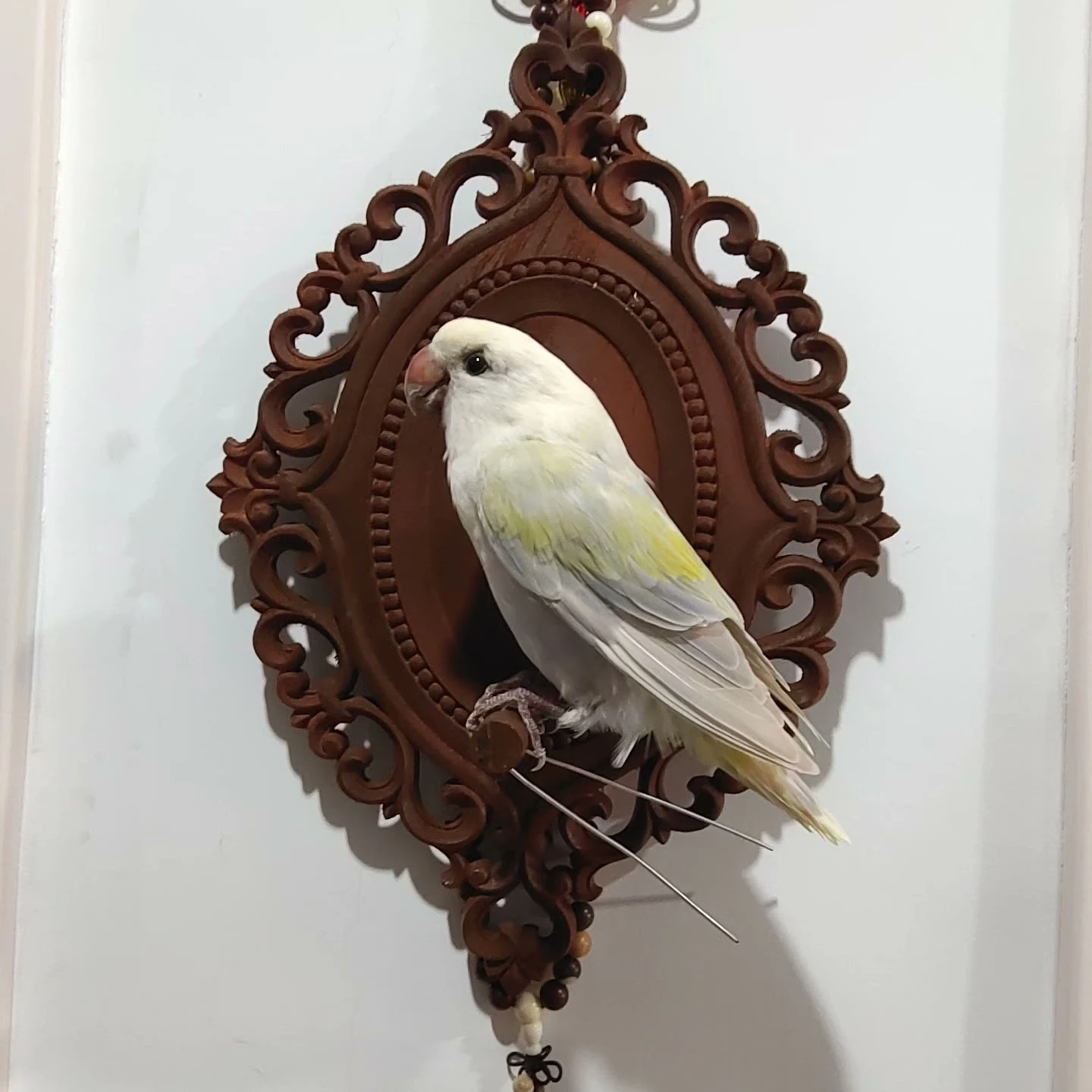 

2109 Gothic Dark Vintage Bird in Frame Quiet Sleeping White Bird Resin Decor Unique Eerie Fantasy Art Handcrafted Gift Halloween