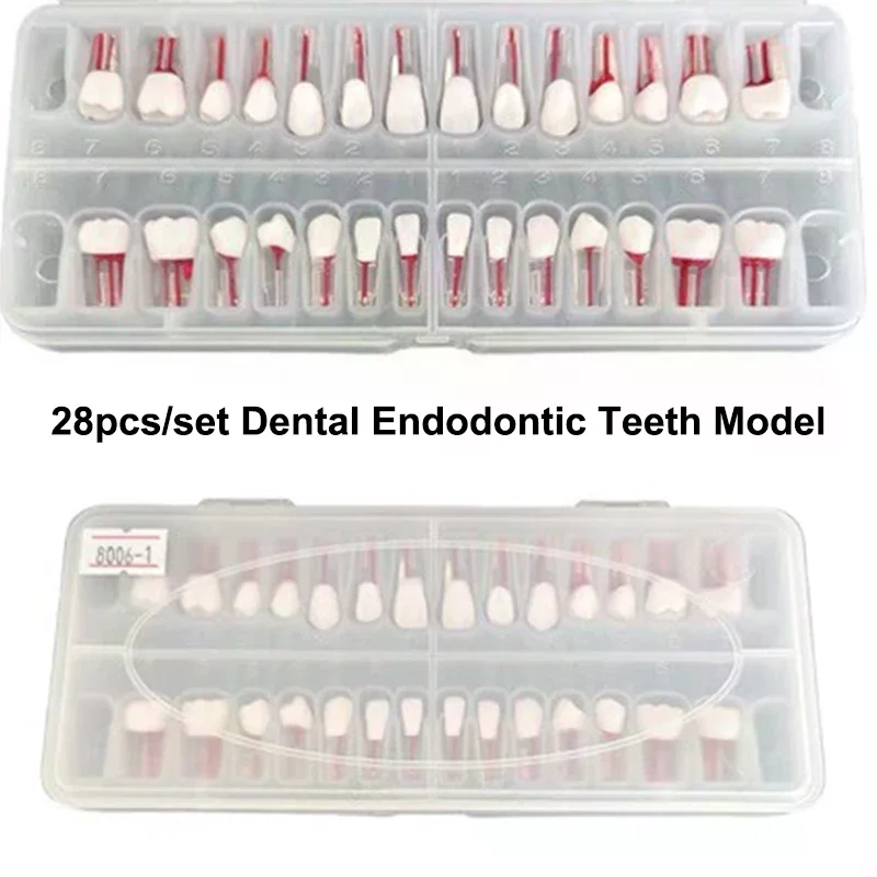 28pcs/set Dental Endodontic Teeth Model Full Mouth Root Canal Practice Study Model Endo Teeth Block Training