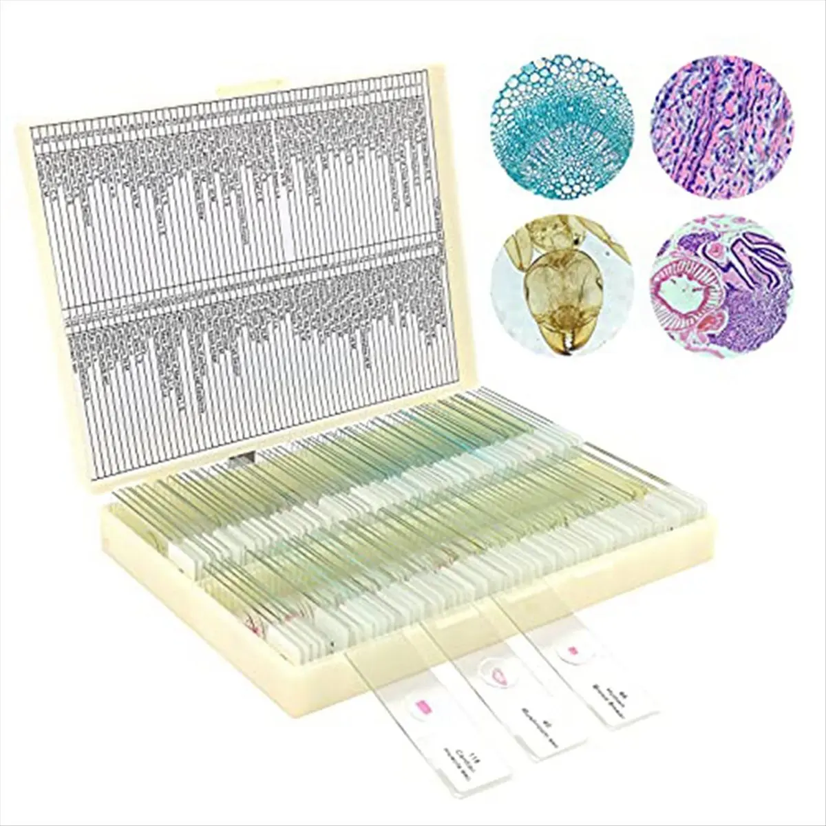 A89X Microscope Slides with Specimens From Children, Microscope Slides for Adult Microbiology In Children,100PC