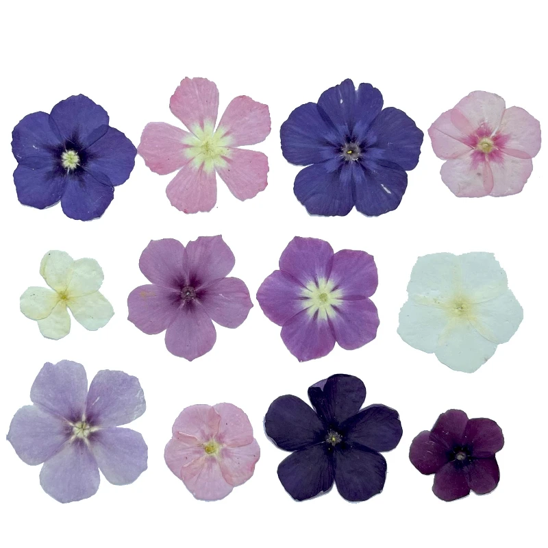 12 قطعة، زهور مجففة مضغوطة شبه شفافة - لوازم يدوية لإطار الصورة/مجوهرات الراتنج/حافظة الهاتف/الإشارة المرجعية