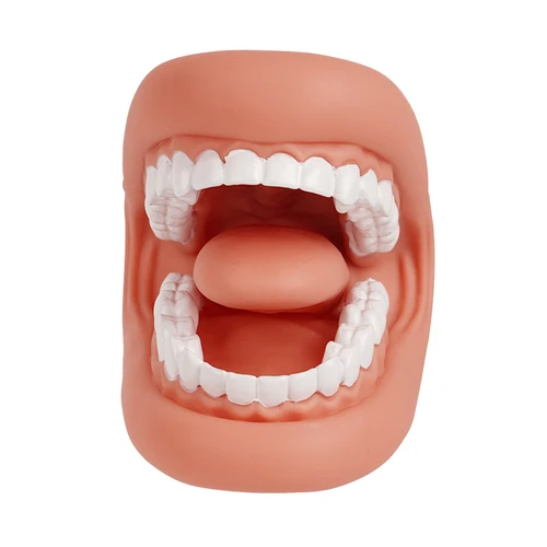 Modelo Dental, marioneta de mano con lengua para terapia del habla, dentista/modelo de aprendizaje educativo para niños