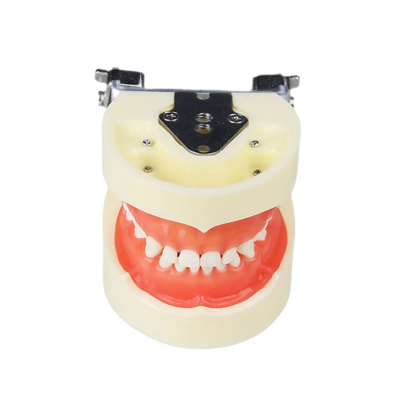 Dental Training Study Model Children Baby Teeth Model M7014 Standard Pediatric Practice Model Baby Tooth Typodont with Soft Gum