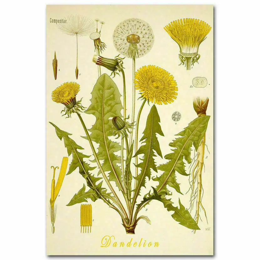 

Dandelion Flower CLASSIC BOTANICAL, Art Picture Print Silk Poster, Home Wall Decor