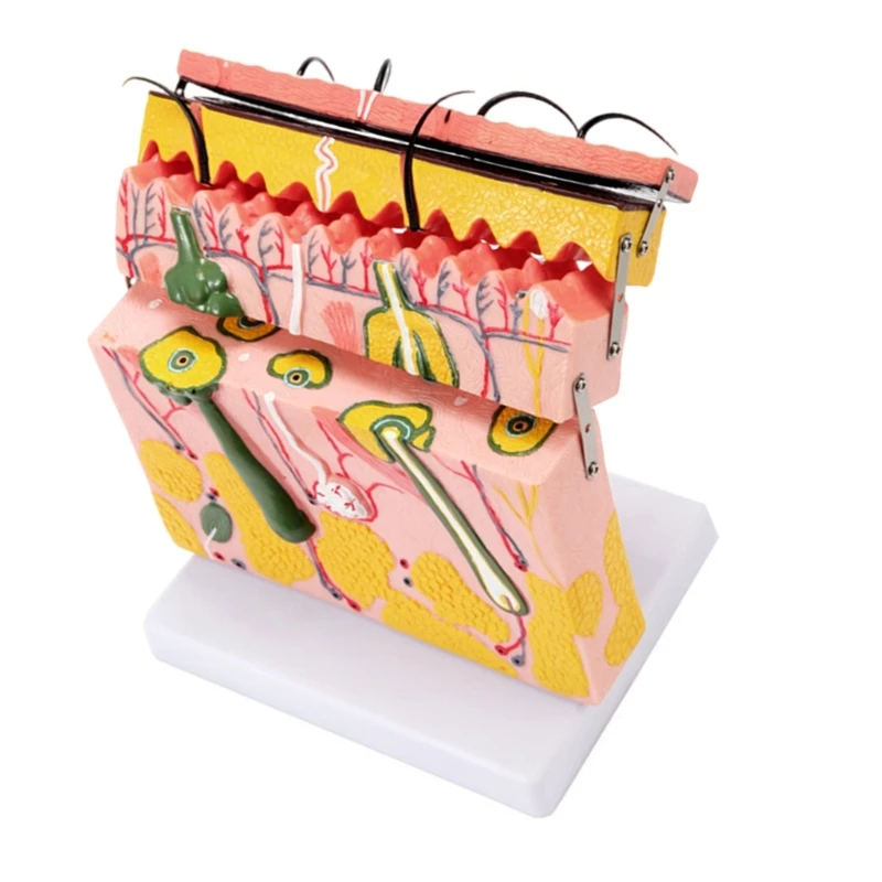 70X vergroot huidanatomisch model Huidmodel met haar voor lesweergave