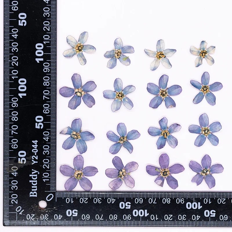 12 Stück, gepresste blaue Sternblume zum Selbermachen, Tropfkleber, Handyhülle/Kunstwerk/Herbarium/Lesezeichen/Gesichtsdekoration, Bastelbedarf für trockene Blumen – Detail 12