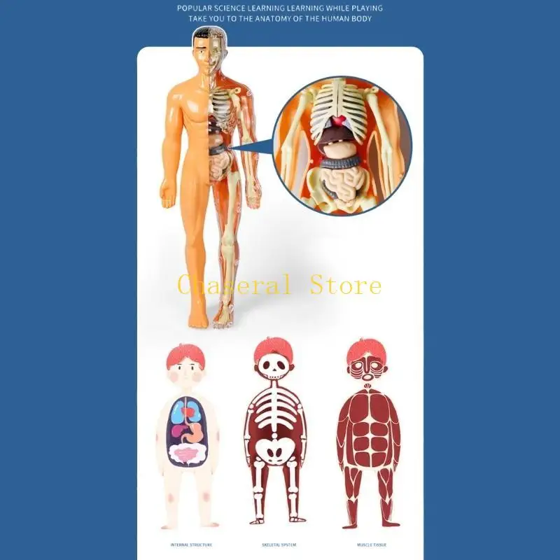 E7ce Cơ quan giải phẫu cơ thể cơ thể có thể tháo rời cơ quan để giảng dạy học sinh lớp học